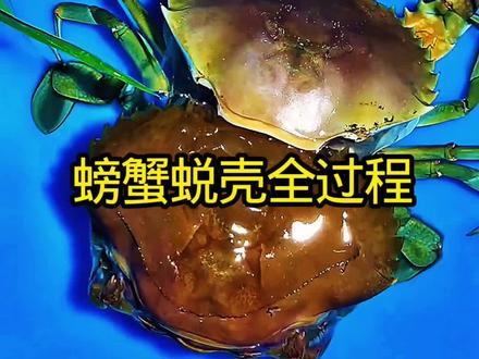 螃蟹脱壳换新装,软壳撑大再硬化,为成长褪去旧束缚