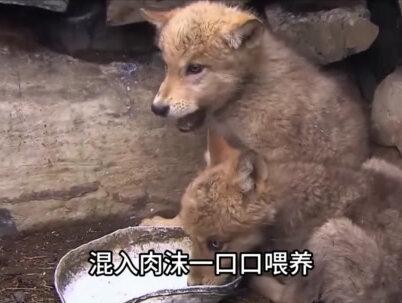 边防战士救下一窝狼,养大后狼群为报恩陪同站岗,让印军十分紧张#狼#边防战士#科普#涨知识#冷知识