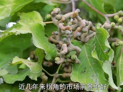 疯狂的拐枣:为了生存将自己进化成另类,为何如今很难见到?