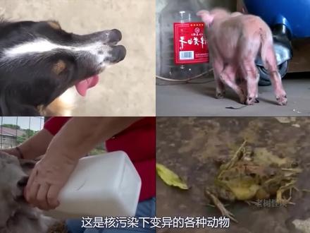 (第二集)被核污染影响的动物能有多可怕?#核污染 #动物 #科普