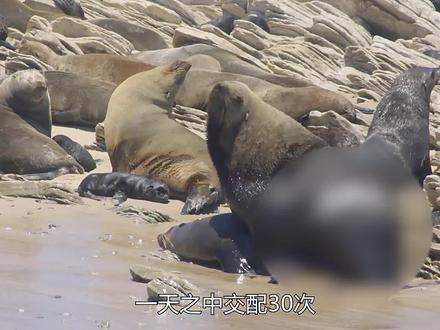 深藏不漏的海狗,肾王之王! #海狗 #动物世界