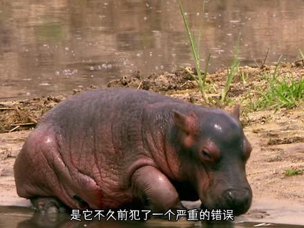 一只小河马身上被捅了几个窟窿!! #河马 #动物解说 #动物科普知识
