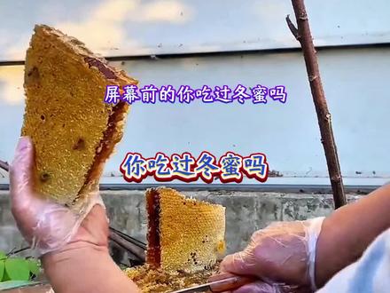 什么时候取的冬蜜才算的上真正的冬蜜 #冬蜜