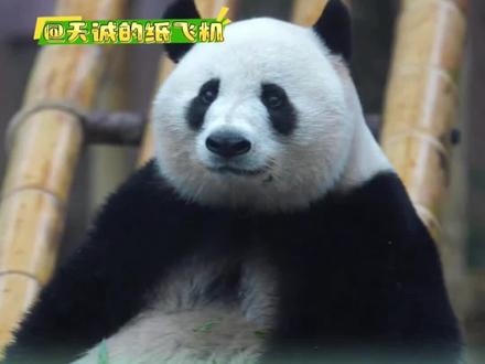 我不敢相信,国内城市能同时养死两只大熊猫。
熊猫半半是上海首对大熊猫龙凤胎
熊猫香果来自成都与花花有血缘关系