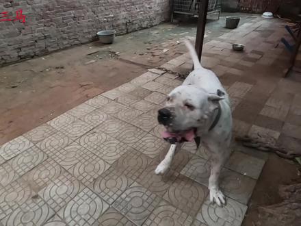 黑龙中毒伤亡后三马愧疚不已,讲述具体原因,听完让人不敢相信! #卡斯罗 #猛犬 #猎犬