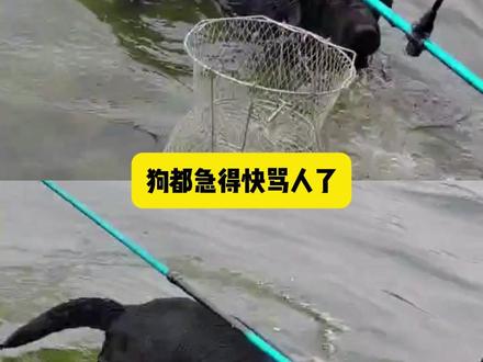 狗狗:叔,你不认识我了吗? #搞笑 #万万没想到 #狗狗
