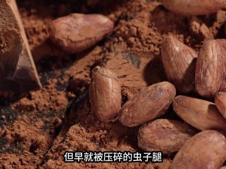 巧克力里真的有蟑螂尸体嘛? #巧克力 #美食科普 #抖音精选