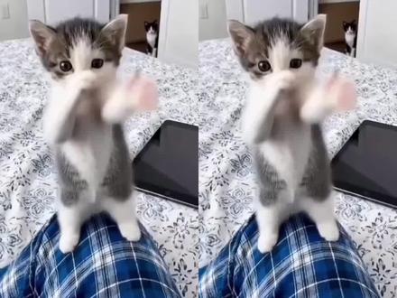 都在找的小猫捂鼻子跳舞ai视频教程来了 捂嘴跳舞小猫 小猫捂嘴跳舞ai制作教程 小猫跳舞ai教程 小猫跳舞视频 捂嘴跳舞ai ai小猫跳舞图片生成指令 小猫捂嘴跳舞如何制作 小猫捂鼻子跳舞怎么制作的 小猫捂嘴跳 小猫跳舞表情包 小猫跳舞ai特效 猫咪图片 小猫跳舞背景音乐 小猫跳舞的意义 萌妹猫 捂嘴跳舞小猫 捂嘴跳舞 捂嘴跳舞ai指令 捂嘴跳舞ai视频 捂嘴跳舞ai怎么做 捂嘴跳舞 捂嘴跳舞表情包 奇怪物语跳舞ai 跳舞ai ai跳舞视频生成 ai小猫跳舞 小猫捂鼻子扇空气ai教程 小猫ai视频 小猫跳舞ai视频 捂嘴小猫跳舞ai小猫 一句Ai就否定小猫所有的努力 一键模仿小猫跳舞 天生我们萌必有用小猫 #由小云雀seedance2.0制作 #小云雀AI #小云雀爆款马上成片 #小云雀seedance #用小云雀Agent短剧一键直出