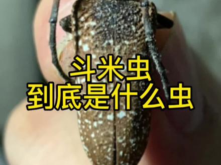 斗米虫=锈色粒肩天牛幼虫 这种昆虫有着“特殊功效” 市场价20至40元不等 导致为了挖这种昆虫 植物与昆虫都遭罪 美其名曰这是害虫 可到底人们为了利益会做到什么地步 就留给大家自己去思考吧~
#昆虫世界 #奇妙的动物 #昆虫记 #我的微观世界 #科普