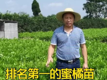 柑橘由良是目前特早成熟柑橘里比较优质且比较新的品种,你知道它吗? #果园