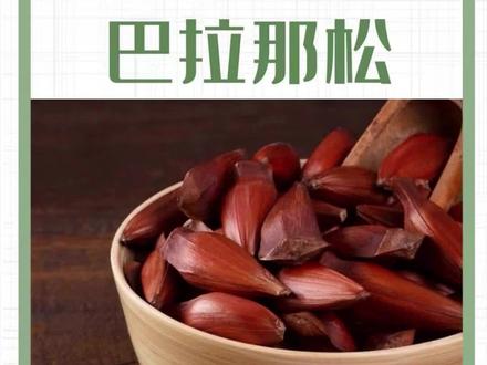 产这个松子的树北半球只有云南才有,是不错的经济树种,适合闲置土地种植。#巴西松 #巴拉那松 #进口植物