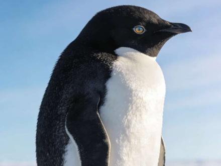 诡异短片(救救)2 #恐怖#诡异#短片 #动物 #胆小慎入