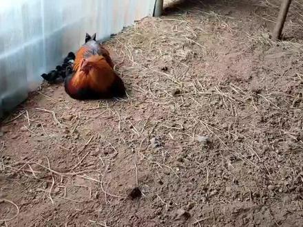 阉鸡带崽,比鸡妈妈都还要负责