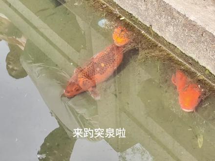 怎么会肥成这样!不愧是有编制的鱼#趵突泉的鱼 #锦鲤 #济南