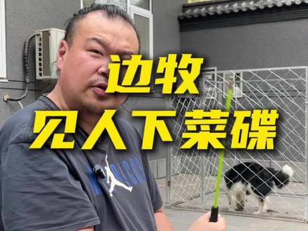 边牧PUA主人? 来自被边牧PUA三年的真相!#狗狗 #训犬 #养狗人 #新手养狗 #边牧
