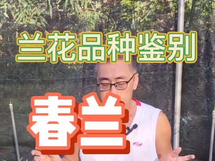 兰花辨识~春兰和寒兰(下)#兰花