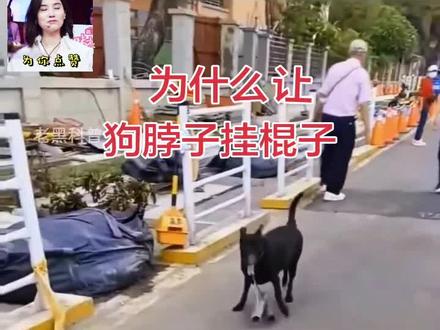 为什么让狗脖子挂棍子