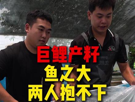 第一视觉,巨鲤产籽,一切都是最好的安排 #养出中国好锦鲤 #锦鲤水花 #水族爱好者