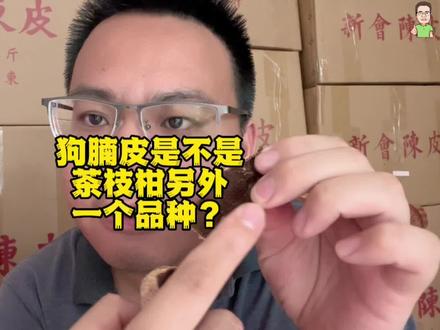 狗腩皮是不是茶枝柑另外一个品种?不是的,只是它的猪鬃纹明显#运气哥新会陈皮 #狗腩皮 #三农 #陈皮知识 #新会陈皮科普