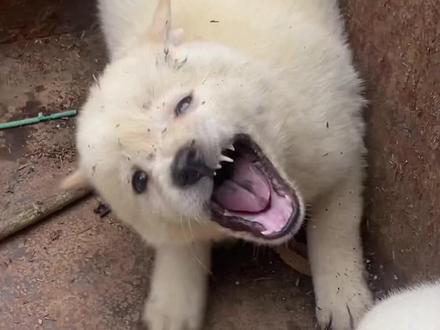 真正胆小的狗和假胆小狗的区别