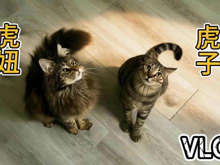 做了个#猫咪cp组合 ,哈哈哈哈哈哈