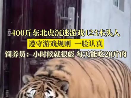 1月6日(采访),山东烟台。400斤东北虎沉迷游戏123木头人,遵守游戏规则,一脸认真,饲养员:小时候就很彪,呆呆的,每天能吃20斤肉
