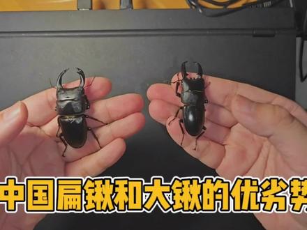 中国扁锹和中国大锹各自的优点#昆虫 #甲虫 #爬宠 #异宠 #锹甲