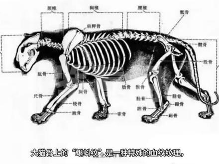 揭秘大猫骨的“蝌蚪纹”