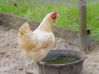 为什么母鸡下完蛋要咯咯哒叫呢?#科普 #动物的迷惑行为