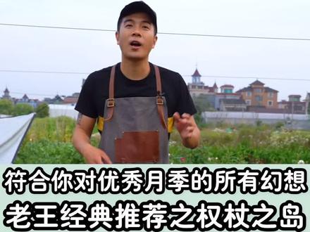 老王经典月季推荐,全身上下都是优点的——权杖之岛 @抖音小助手