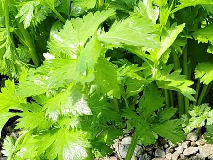 石头缝里长出的蔬菜,你敢信? #鱼菜共生 #科普