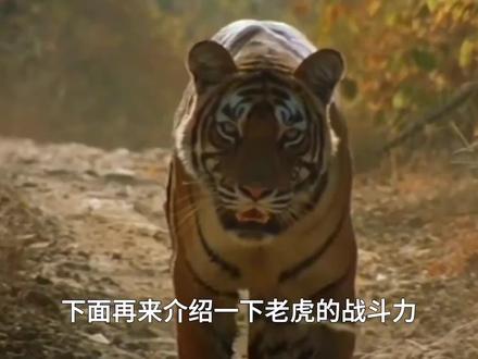 老虎的战力有多强?#百兽之王实至名归