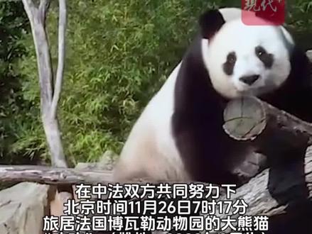 旅法大熊猫“欢欢”“圆仔”平安回国
