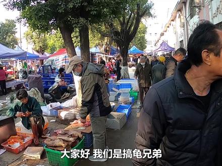 这种吃菜的乌龟,市场上叫价500块钱一个,可以养到70斤重? #乌龟
