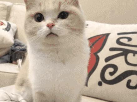 AI果然不能取代人类,因为AI没有这么抽象的取名思路…#宝华月季#果菌王#抽象#搞笑