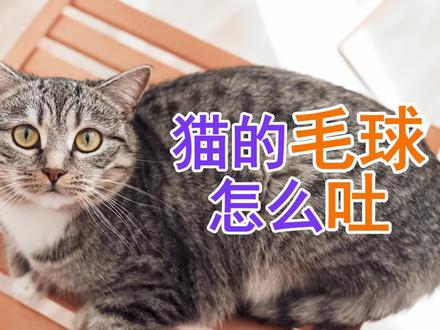 猫的毛球怎么吐? #猫咪的迷惑行为 #治愈猫咪