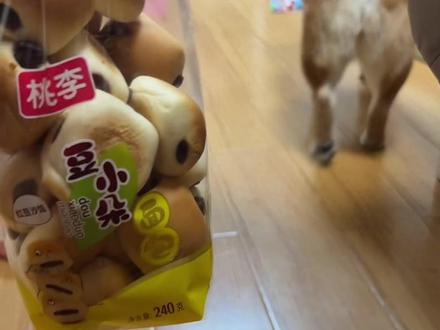 谁敢尝试豆沙包 #它真的好像个小宝宝 #萌宠出道计划 #柴犬