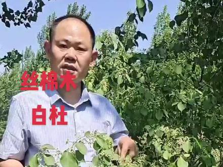 丝棉木,又叫白杜,它的树枝在不同的季节会有不同的颜色,具有很好的观赏##野生中药材#大自然的馈赠