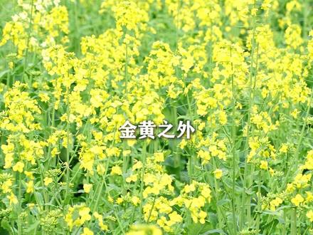 从鲨鱼脑到油菜花!揭秘国际公认的大脑“核心营养素” #脑健康 #改善睡眠 #增强记忆力 #脑力工作者 #神经酸