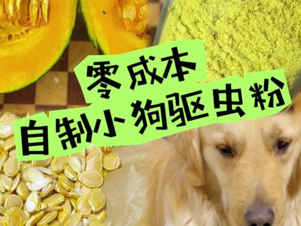 在家零成本也能给狗子驱虫,而且还纯天然无任何副作用!#养宠知识 #手工宠物零食 #自制宠物鲜食 #自制宠物零食 #宠物鲜食