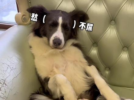 诸葛不拆:愿世间再无大姨妈 #抖in萌宠计划 #边牧 #能剪发的扫地机 #米家全能扫拖机器人M30S