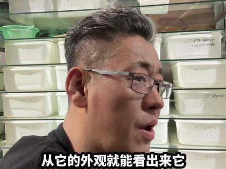 眼镜王蛇眼镜蛇如何区分 #眼镜王蛇 #眼镜蛇 #蛇类科普