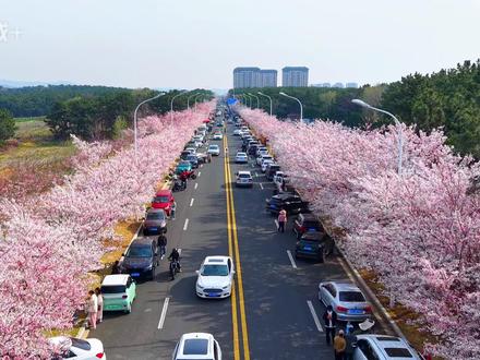 威海赏樱最强攻略,别再跑错地方 全国人羡慕的春天,威海给你了!经开区海悦路,最佳时间 + 拍照机位全告诉你,3.2 公里樱花隧道,免费看,花期只有 2 周!#威海 #威海旅游攻略 #樱花 #威海旅游经纬国旅 #有海的城市确实浪漫一点