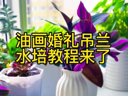 油画婚礼吊兰水培教程全新改版!重新梳理了操作步骤,视觉和讲解都做了优化,大家一起来看看,是不是比旧版更清晰、更好上手~
#油画婚礼吊兰 #油画婚礼吊兰水培 #水培教程 #水培植物 #种草激励计划
@上热门🔥🔥🔥 @DOU+上热门 @抖音小助手 @抖音热点宝
