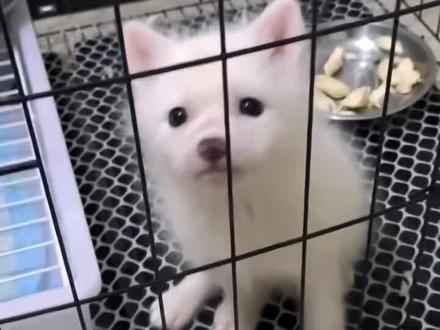 养一只小狐狸其实并不难哦#萌宠 #萌宠出道计划 #宠物 #狐狸