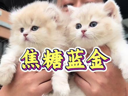 焦糖色蓝金长毛!蓝金还是紫金不好分辨了!