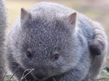 喜欢扭屁屁的“袋熊”#动物科普 #袋熊