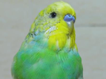 鹦鹉说话教学🌼小白兔白又白#虎皮鹦鹉 #手养鸟 #手养鹦鹉 #鹦鹉说话 #手养鸟