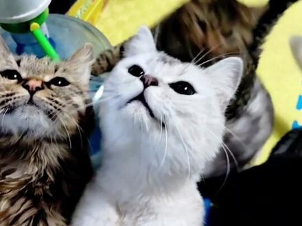 兄弟们,今天实在抱歉,我都快爬不起来了,只能给你们看一些昨天拍的了🤧🤧🤧#真实生活分享计划 #萌宠 #宠物 #宠物猫