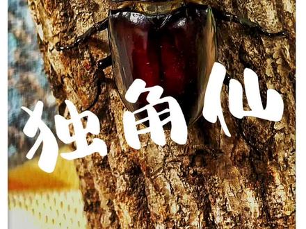 #独角仙 #昆虫 今天去看了下日本的独角仙乐园 @DOU+小助手